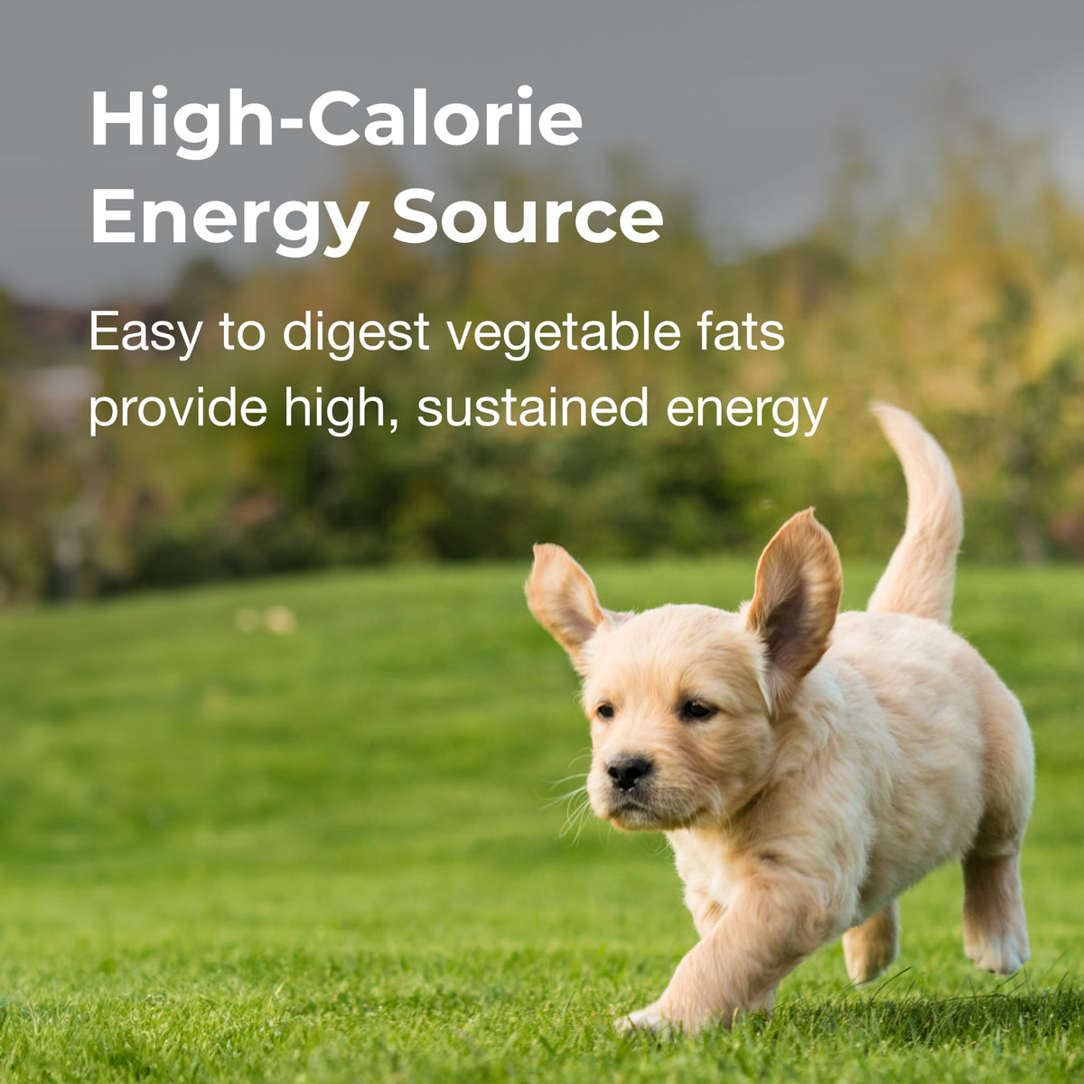Chicken Flavor High Calorie Gel Supplement for Dogs 5 oz Y37733