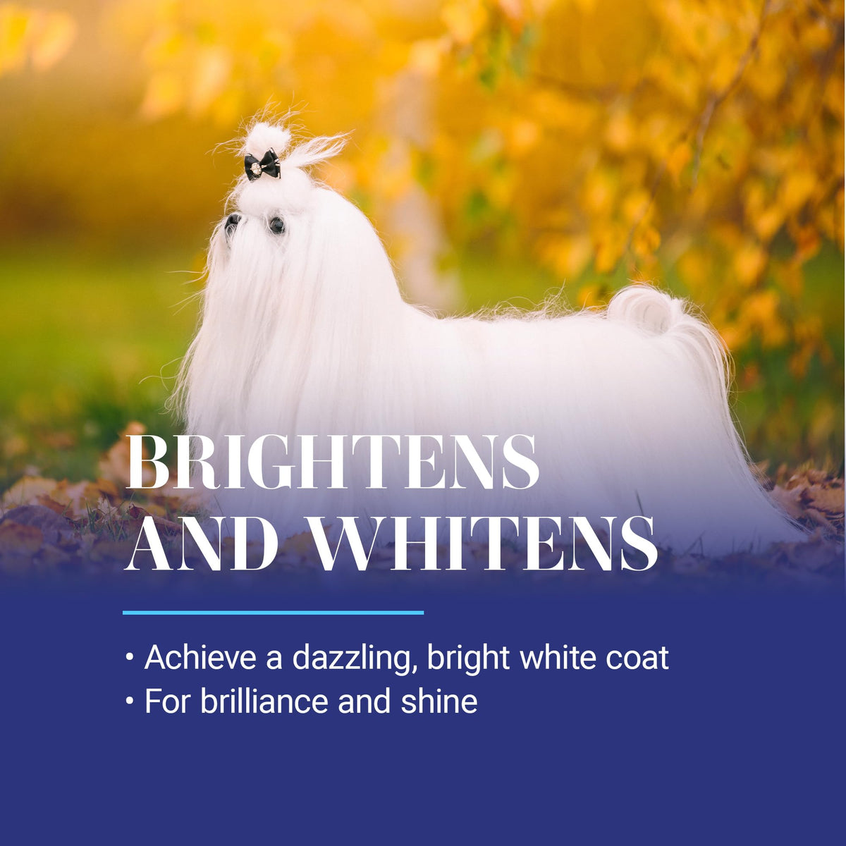 White Dog Shampoo 16OZ K788270